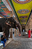 The temple elephant of Kumbheshvara temple of Kumbakonam, Tamil Nadu.  